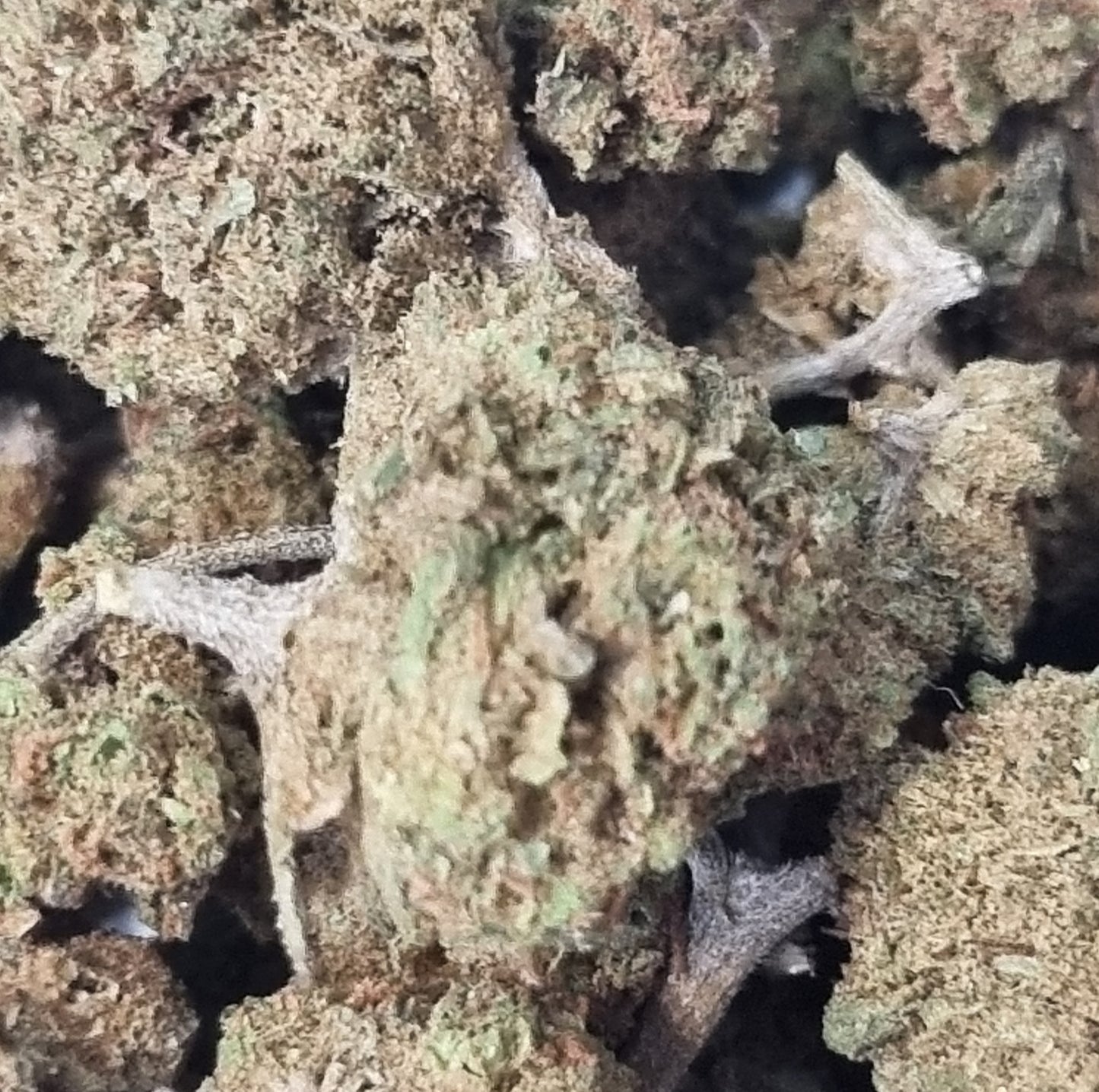 FLEUR CBD - Blueberry « green house » - Small bud