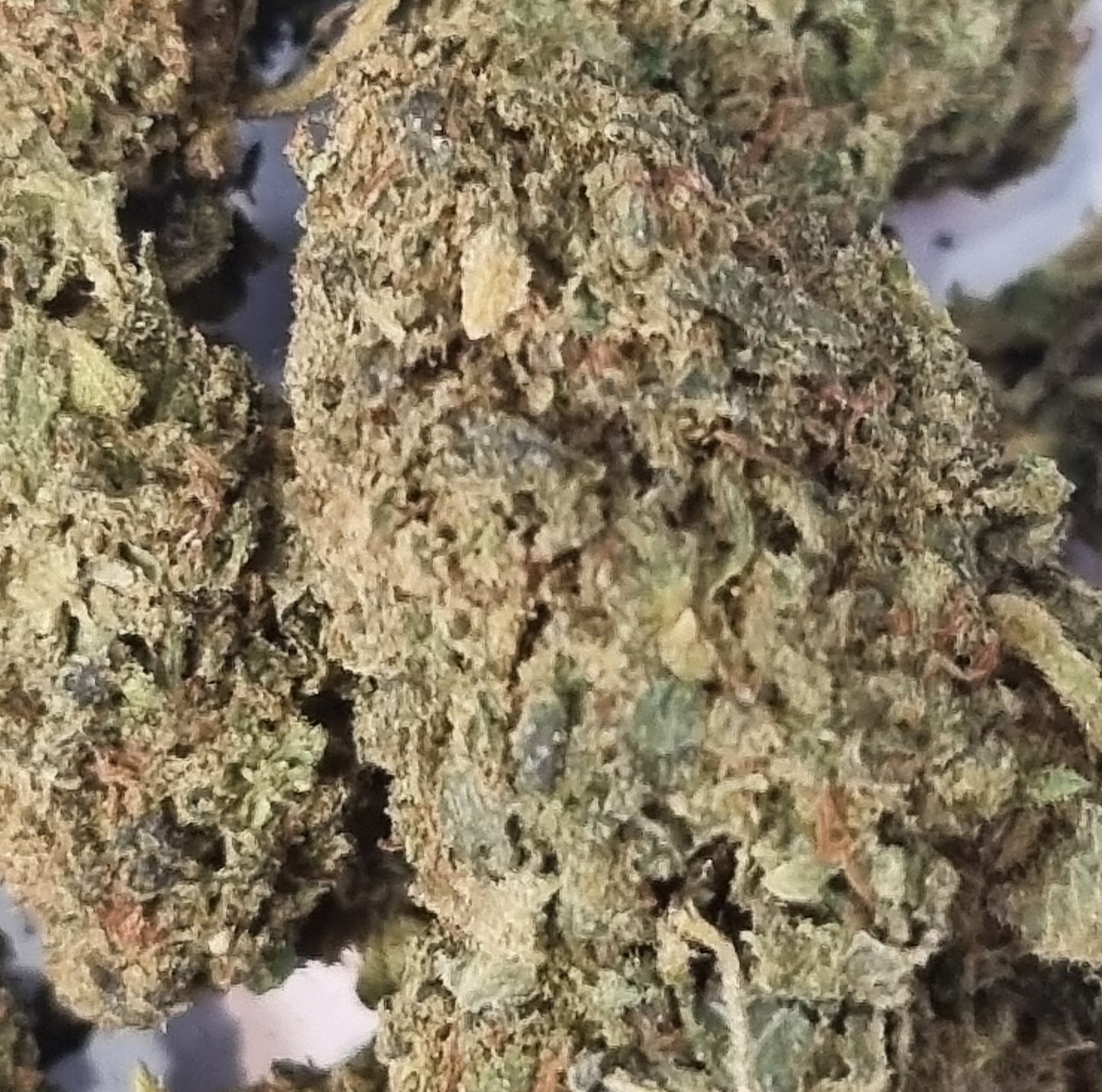 Fleurs White widow - CBX - Jack CBD