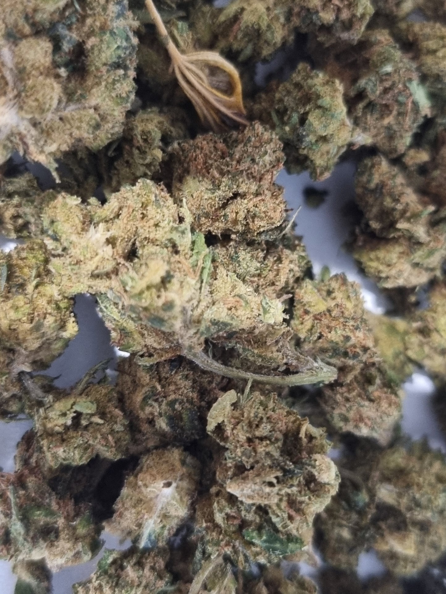 Fleurs CBD - Harlequin "HE"