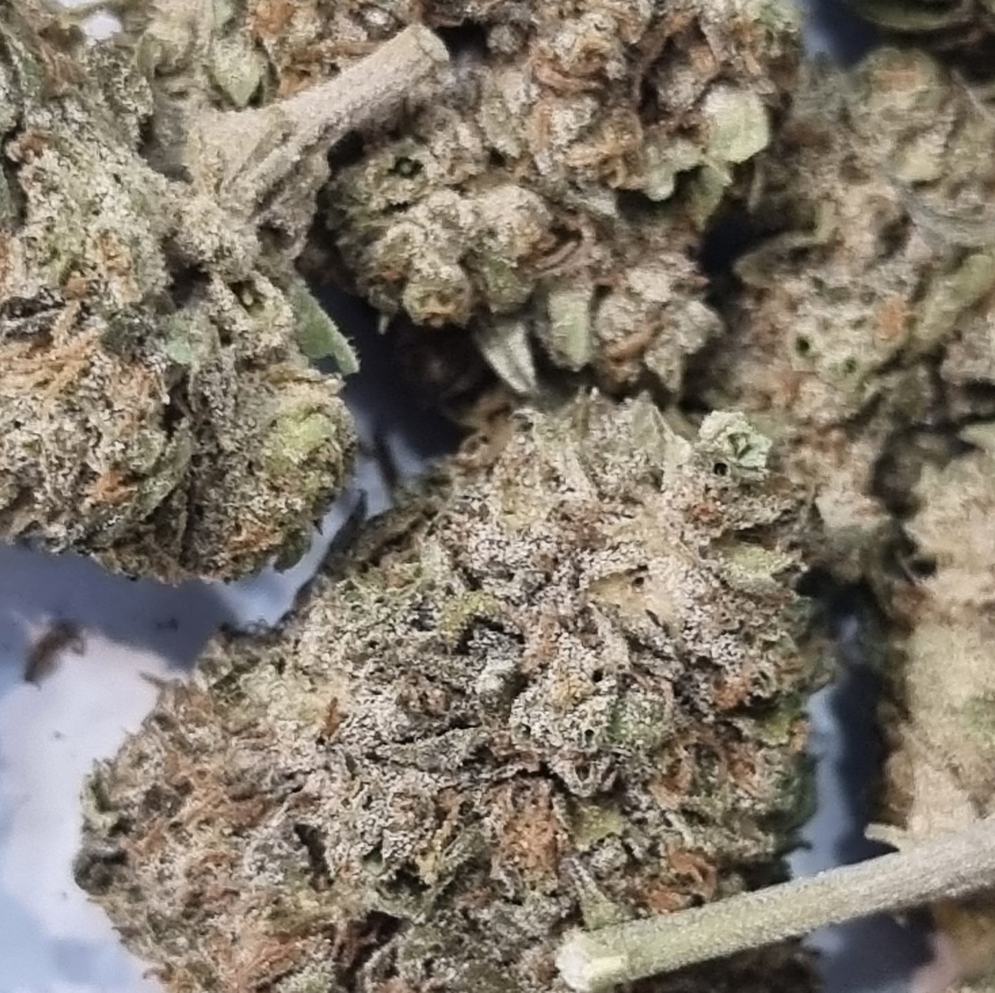 Fleur CBD - Snow White 0% THC - 15% CBG