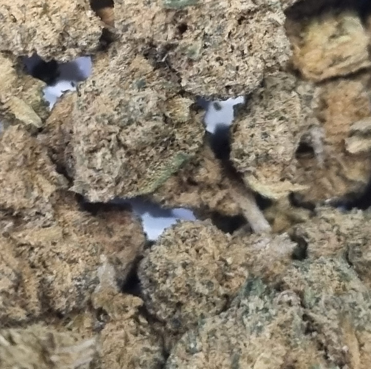 Fleurs CBD - Jack herrer « glass house »
