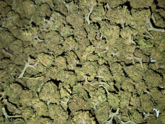 FLEURS CBD - SMALL BUD - LEMON - GLASS HOUSE
