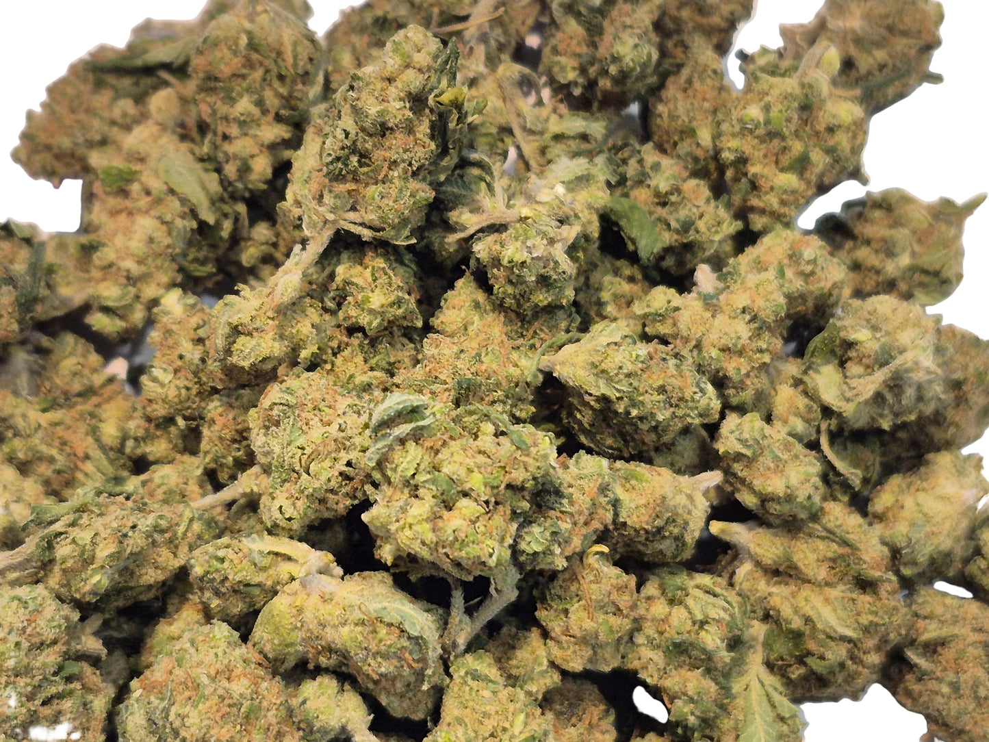 Fleurs CBD - Critical - Small bud - Indoor