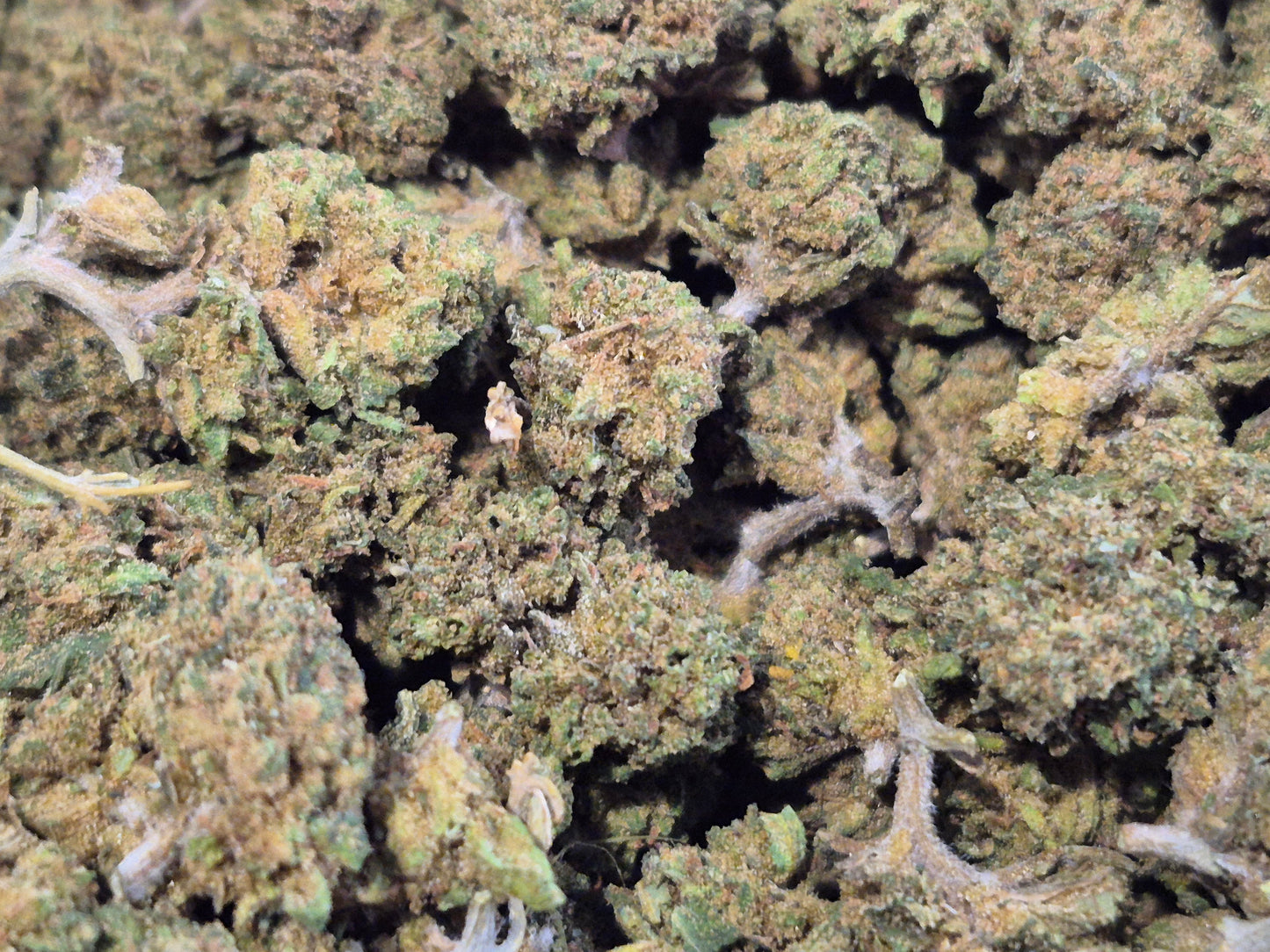 FLEURS CBD - SMALL BUD - LEMON - GLASS HOUSE