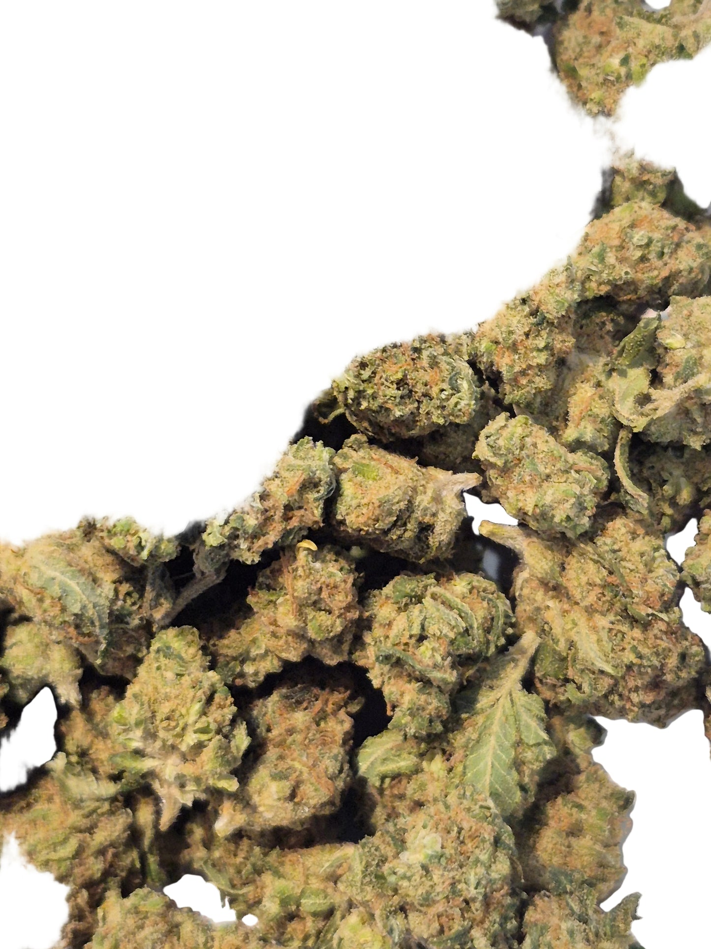 Fleurs CBD - Critical - Small bud - Indoor