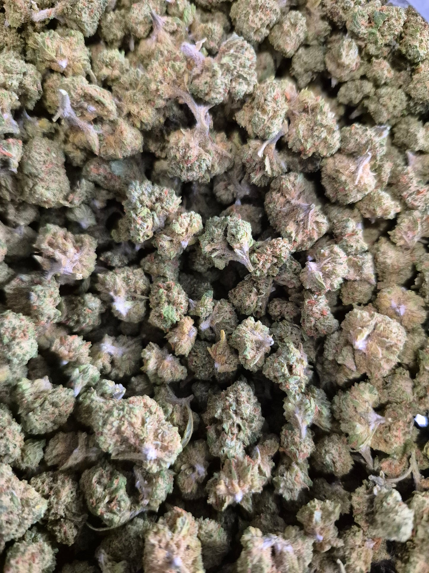FLEUR CBD - SKITTLES CALI - INDOOR -