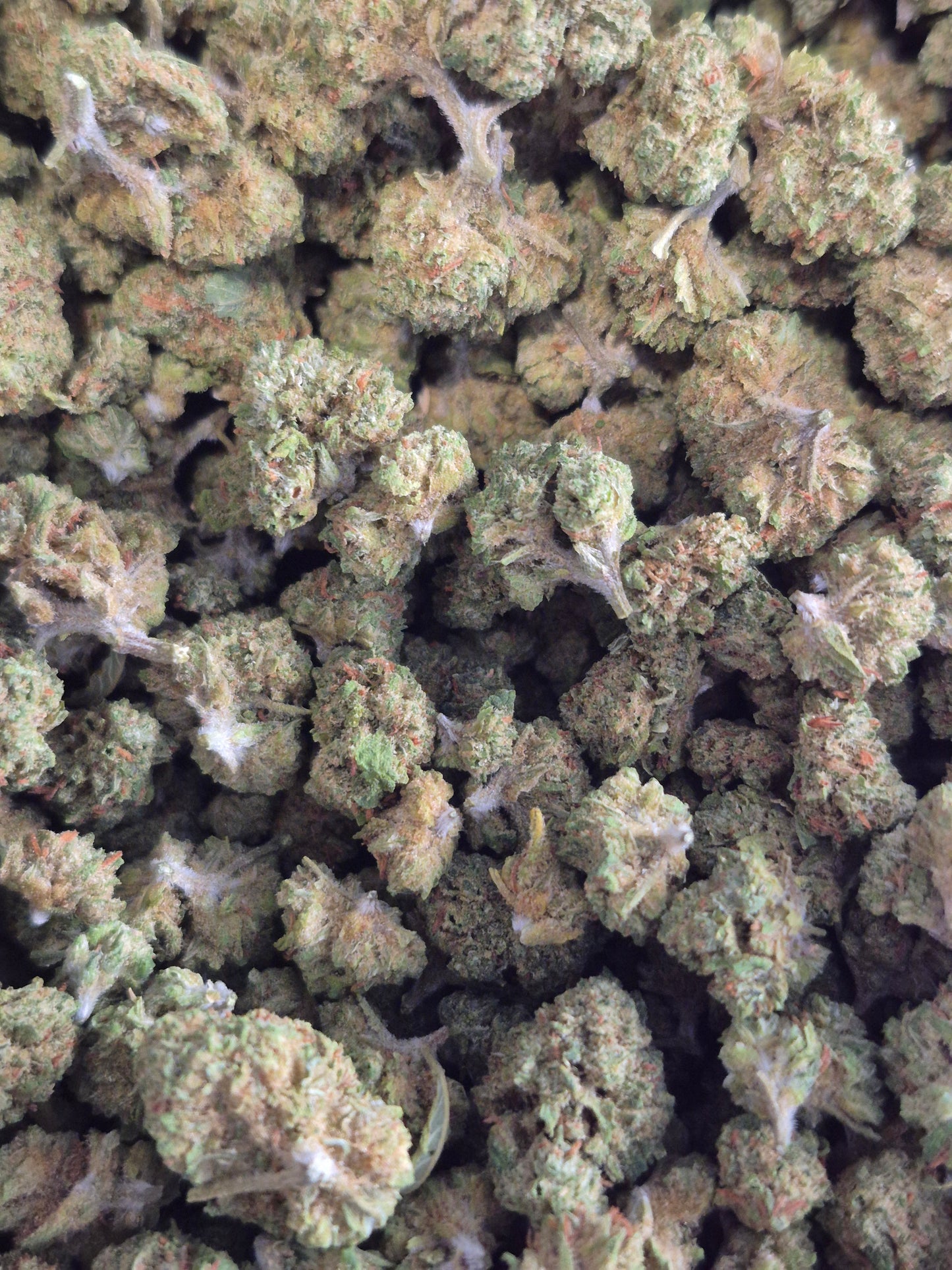 FLEUR CBD - SKITTLES CALI - INDOOR -